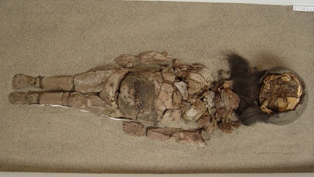 Chinchorro mummy at San Miguel de Azapa Museum in Chile.