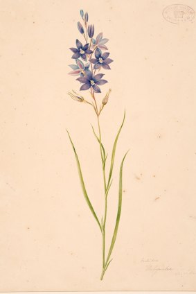 Prints of Lycett's delicate watercolours are available to purchase at smhshop.com.au