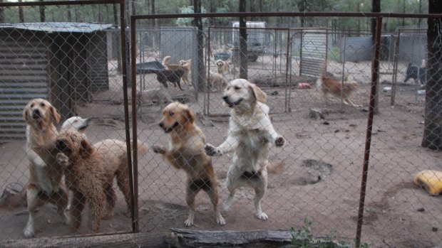 Cruel reality: Dogs in a pen at the NSW puppy farm.