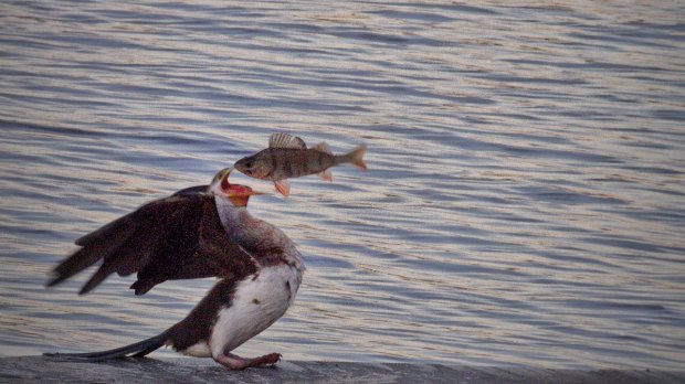 Photographer Henry Butler catches all the action as a cormorant nabs a fish, kills it, throws it in the air and devours it whole.