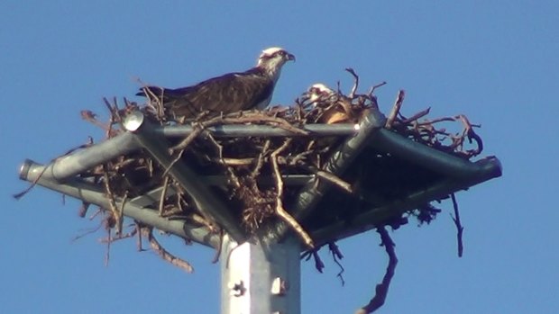 Osprey have made themselves at home atop a new nesting pole at Wellington Point.