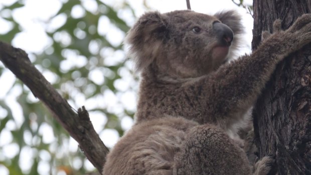 The Australian Koala Foundation will run advertisements aimed at voters in marginal seats.
