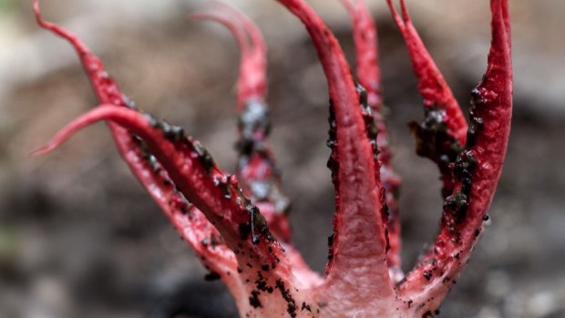 Aseroe rubra fungus.