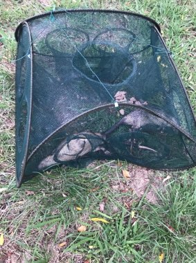 Two native water rats found killed by an illegal trap in Lake Burley Griffin.