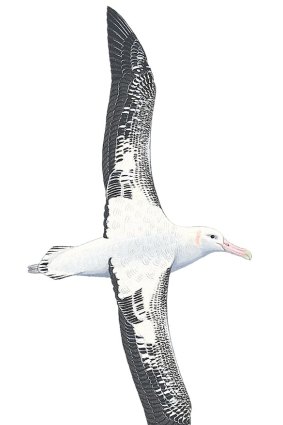 Wandering albatross.