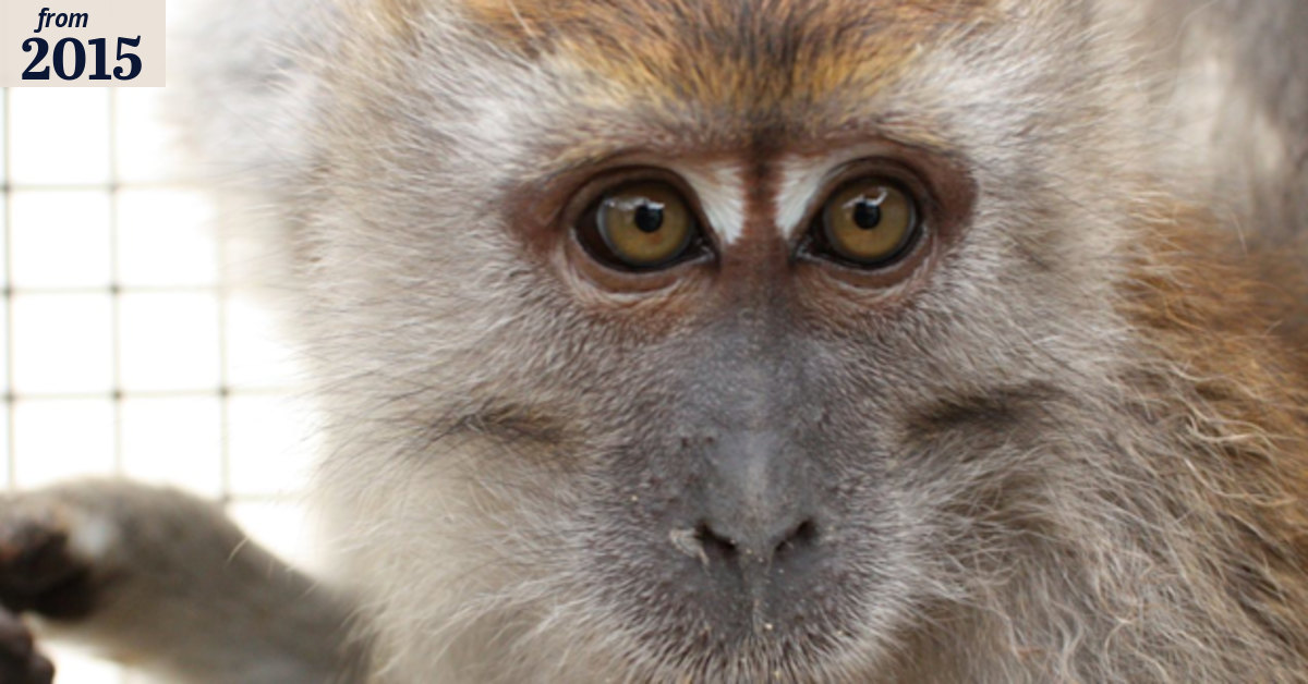 Monkeys misused in British experiments despite legal protection: anti ...
