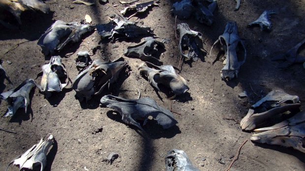 A mass grave of greyhound skeletons was found in 2009 in Bendigo Victoria.