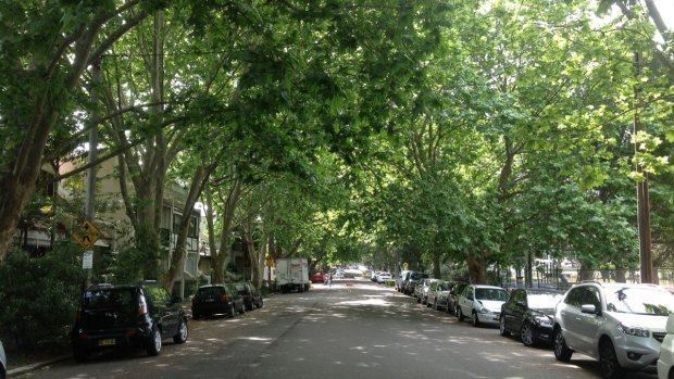 Cooling coverage: a leafy street in Alexandria. 