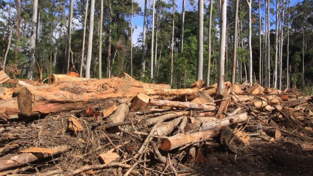 Logging in state native forests: a perennial battle.