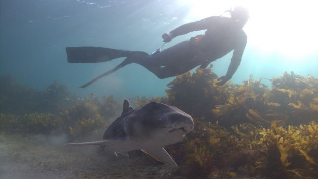 A Port Jackson shark with a snorkeler.