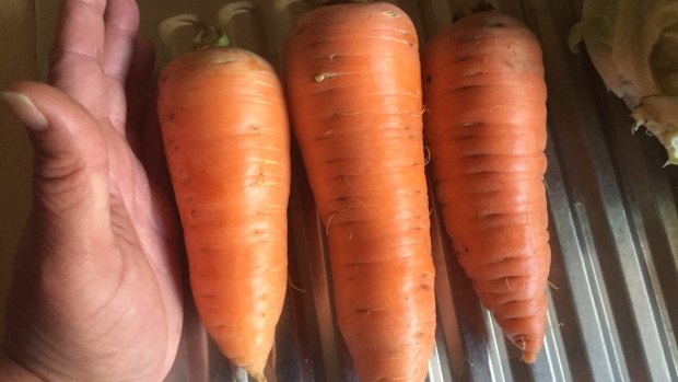 Troy Lloyd's huge carrots.