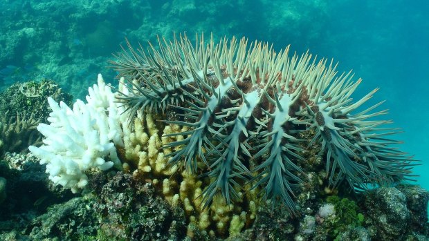 A fourth major crown of thorn starfish has been underway since 2009 with little sign that culling is having a significant effect, scientists say.