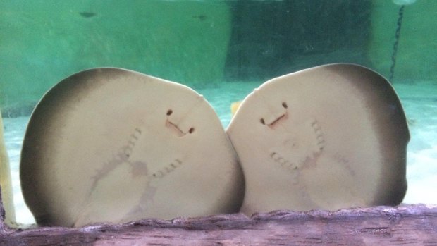 Two sister stingray pups born at Sea Life Sunshine Coast have been named Cookies and Cream.