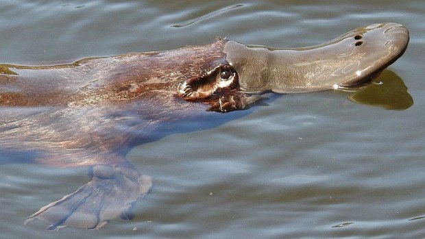 A wild platypus at Tidbinbilla.


