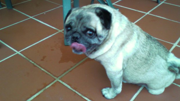 Oscar the pug had problems with his breathing, and later had to have a leg amputated. 