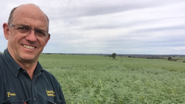Farmer Peter Thompson with his bumper chickpea crop. 