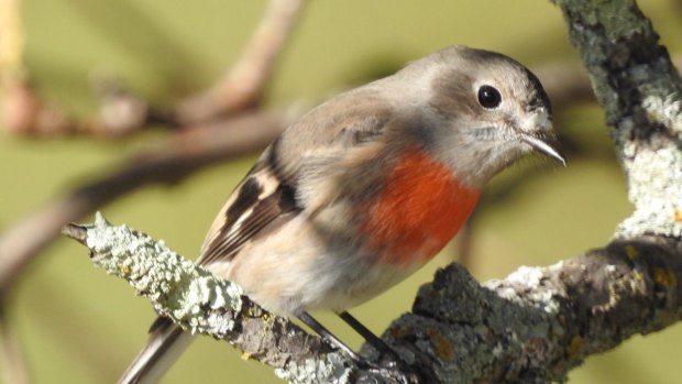 Female scarlet robin at Tidbinbilla. 