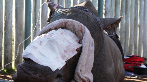 Hope gets facial reconstruction after an attack by poachers.