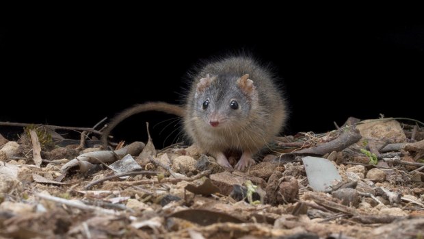 The marsupial mouse Antechinus essentially mates to death during a brief breeding frenzy. 
