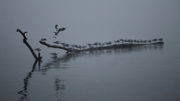 Seagulls perch on a floating log, waiting for the morning fog to clear at Kingston Foreshore.