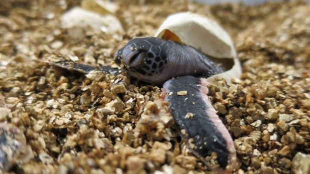 Green sea turtles might not hatch at all if sea levels continue to rise.