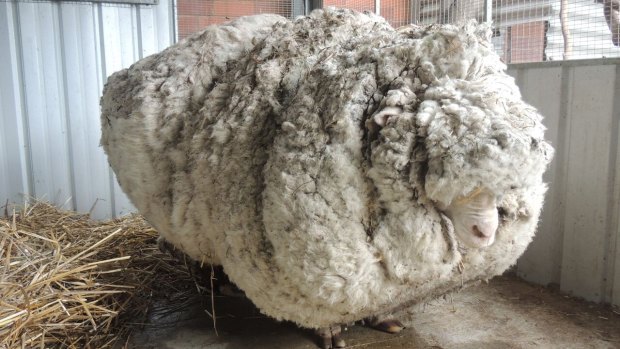 Chris the sheep amassed a whopping 40 kilograms of wool after six years on the run.
