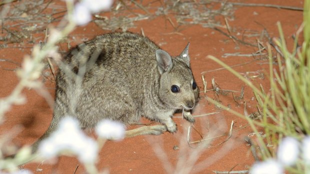 Endangered Banded Hare-wallaby release on Faure Island, Shark Bay.