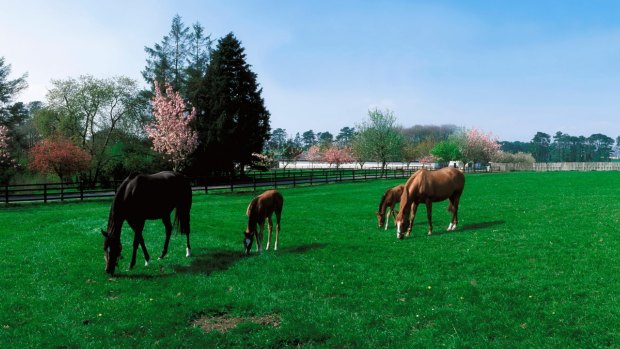 The National Stud in county Kildare, Ireland was established in 1900 by Colonel William Hall Walker, friend to the British aristocracy, and ardent believer in astrology.