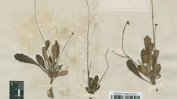 Images of the types of Lagenophora species destroyed by Australian officials.