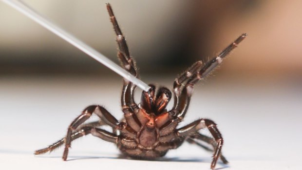 Funnel-web spiders have the potential to be crucial in the treatment of stroke patients.