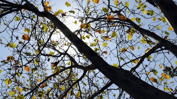 Plants drop leaves after a recent autumn heatwave in Melbourne.