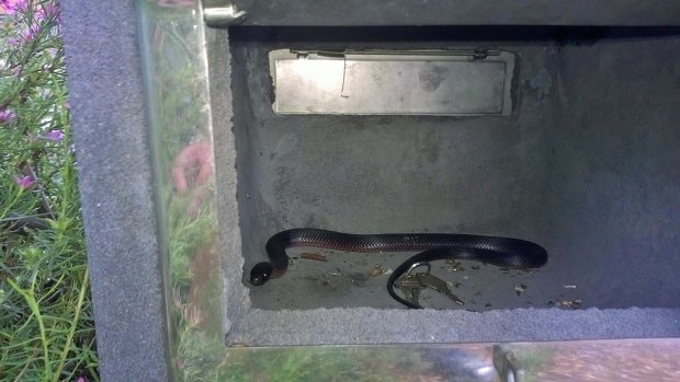 Would you retrieve these keys? Snake in a Duffy letterbox.