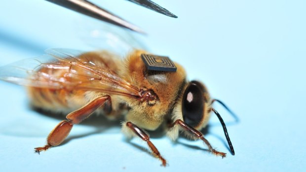 A sensor is placed on to the back of a drone bee.