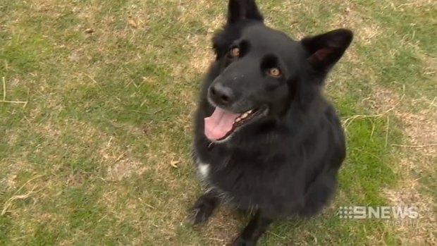 Belgian shepherd Molly ingested poison-filled sausages after they were thrown into her backyard.