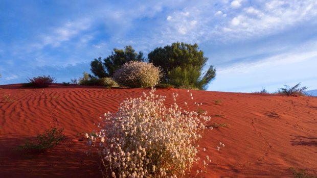 Queensland's Channel Country is a world of colour seen by too few eyes.