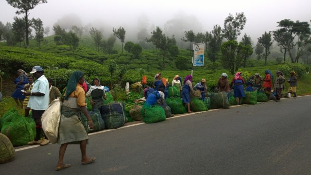 Tea plantation workers in Munnar
