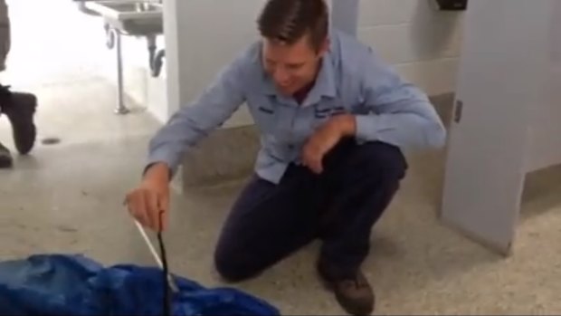 Sunshine Coast snake catcher Richie Gilbert removes a snake from Pacific Paradise State School toilet block.