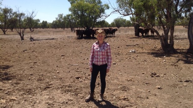 Big, hot country: Claire Priestley inspects cattle on the family's Salt Glen station in far north-western NSW.
