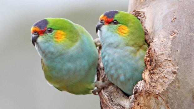 The purple-crowned lorikeet is among the parrots in decline.