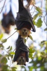 Cute flying foxes may be, but residents all over Queensland have little patience for colonies in their backyards.