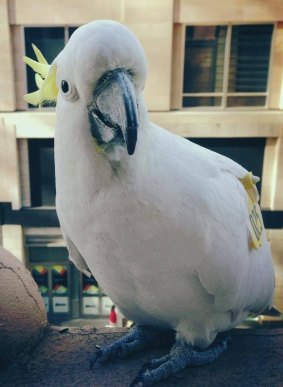 Laurence the cockatoo is a creature of the urban jungle.