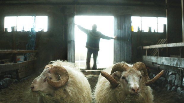 In from the cold: <i>Rams</i>, directed by Grimur Hakonarson, slips  seamlessly between absurdity and tragedy.