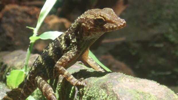 How can the Anolis gundlachi,  if it had never left home, find its way back through 25 metres of dense rain forest?