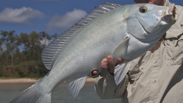 Ben Bright helped the Queensland Museum nail down the mystery fish known as the Blue Bastard.