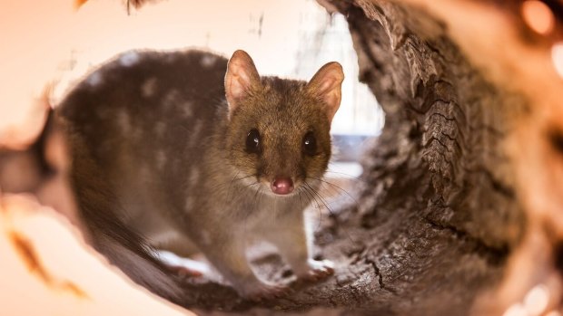 The ACT's eastern quoll population could double by next year.