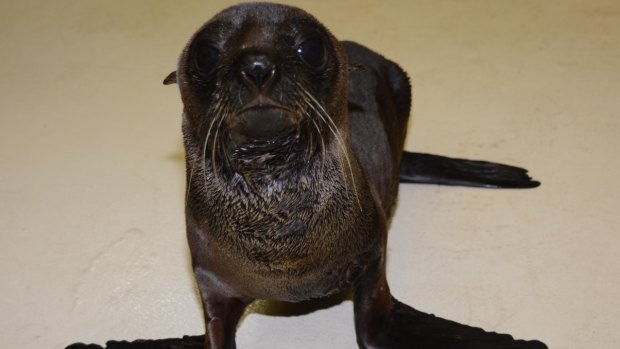 Sea World is currently caring for seven New Zealand fur seals that have been rescued this weaning season.