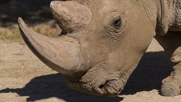 Extinction looms: Angalifu, the northern white rhino that died recently.