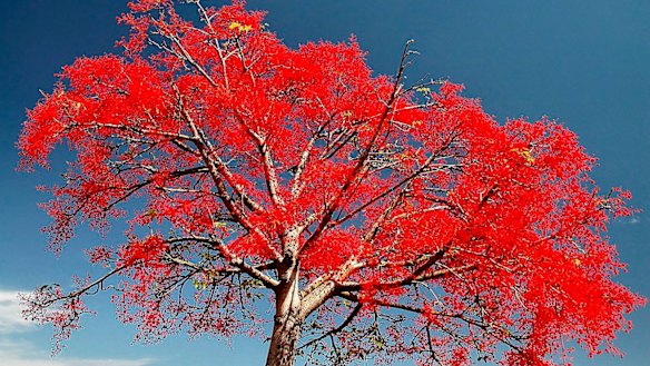 University of Sydney's jacaranda: native tree will join replacement in ...