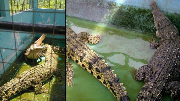 Crocodiles captured by the East Nusa Tenggara Natural Resources Conservation Agency.

Pic: Supplied