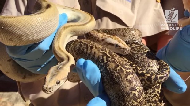Snakes recovered from a man's house in Perth in 2016.